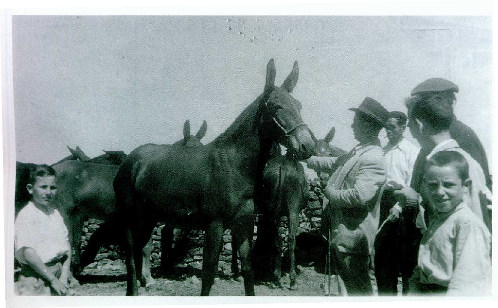 feria1954